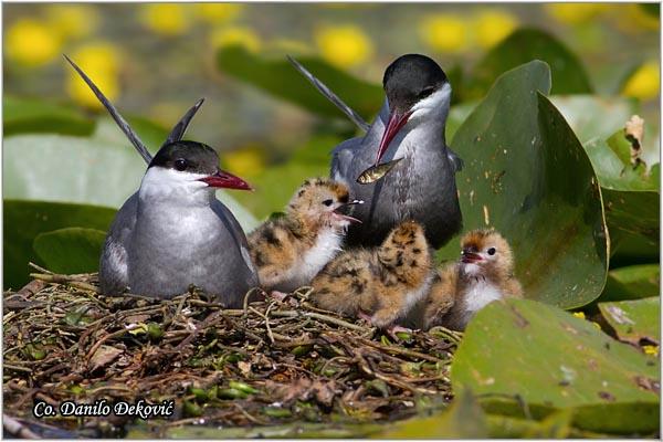 06_belobrada_cigra.jpg - Belobrada cigra, Chlidonias hybridus