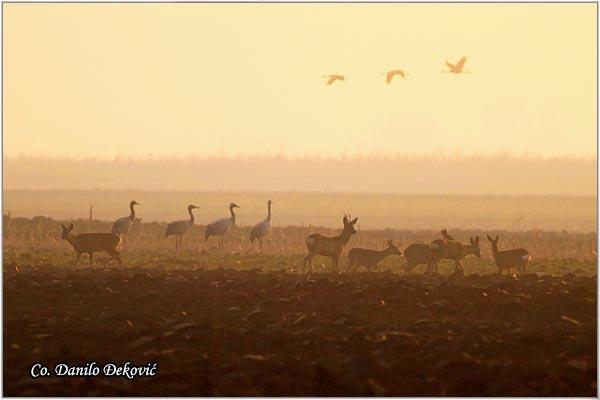 07_srne_i_zdralovi.jpg - Srne i ždralovi