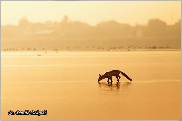 08_lisica.jpg - Lisica, Vulpes vulpes