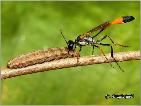 01_ammophila_heydeni.jpg - Ammophila heydeni