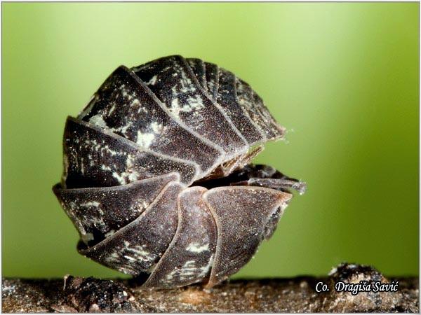 02_mokrica.jpg - Mokrica, Armadillidium