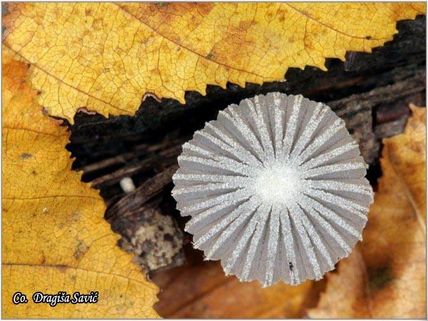 03_coprinopsis_stercorea.jpg - Coprinopsis stercorea