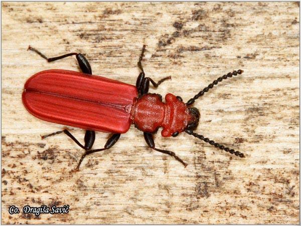 06_cucujus_cinnaberinus.jpg - Cucujus cinnaberinus