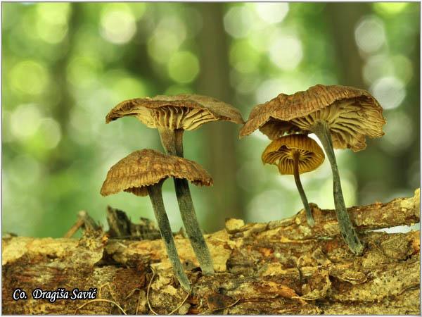 07_gymnopus_foetidus.jpg - Gymnopus foetidus