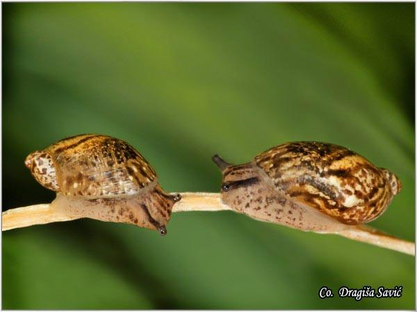 08_oxyloma_elegans.jpg - Oxyloma elegans