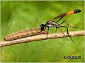 01_ammophila_heydeni