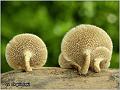 05_polyporus_arcularius