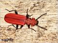 06_cucujus_cinnaberinus