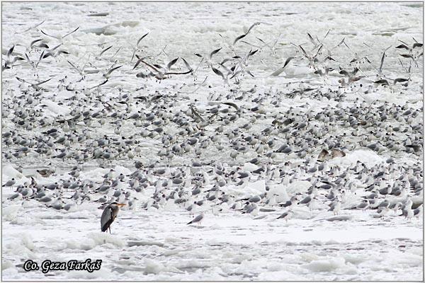 02_galebovi.jpg - Galebovi jato, Larus ridibundus