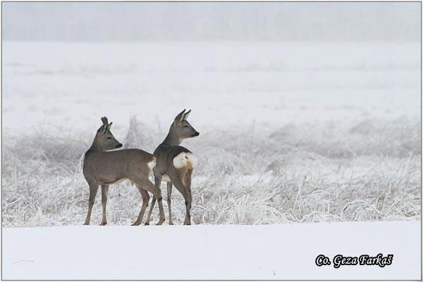 03_srne.jpg - Srne,  Capreolus capreolus
