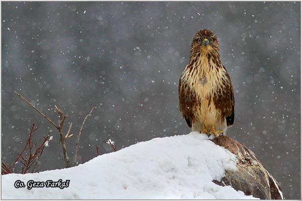 05_orao_misar.jpg - Orao mišar, Buteo buteo