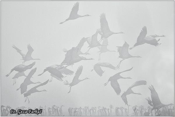 06_zdralovi.jpg - Ždralovi, Grus grus