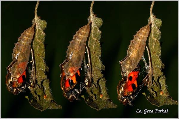 07_koprivar.jpg - Koprivar, Aglais urticae