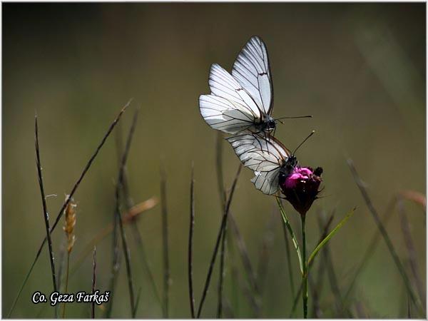 08_glogovac.jpg - Glogovac, Aporia crataegi