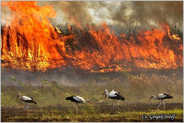 01_roda.jpg - Roda, Ciconia ciconia