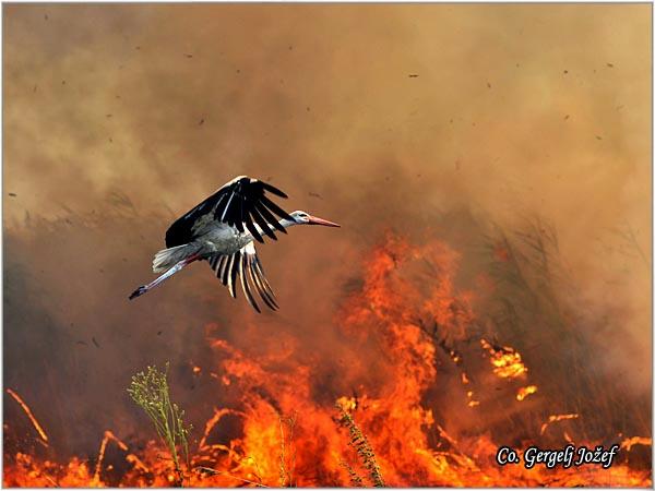 02_roda.jpg - Roda, Ciconia ciconia