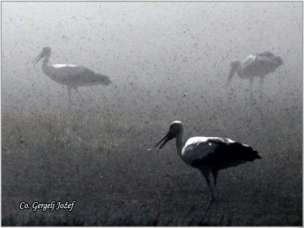 03_roda.jpg - Roda, Ciconia ciconia