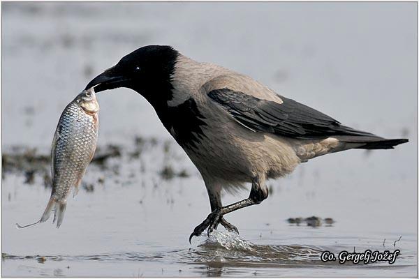 05_siva_vrana.jpg - Siva vrana, Corvus cornix