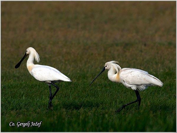 06_kasicar.jpg - Kašicar, Platalea leucorodia