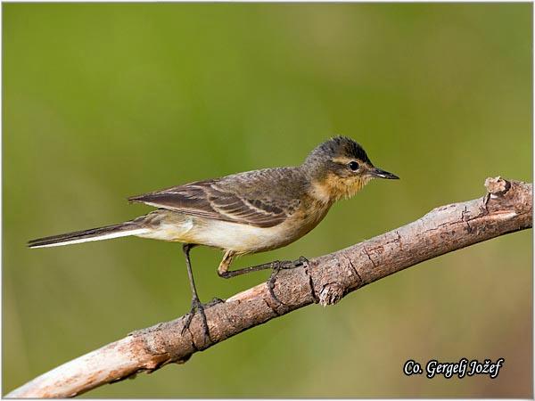 07_zuta_pliska.jpg - Žuta pliska, Motacilla flava