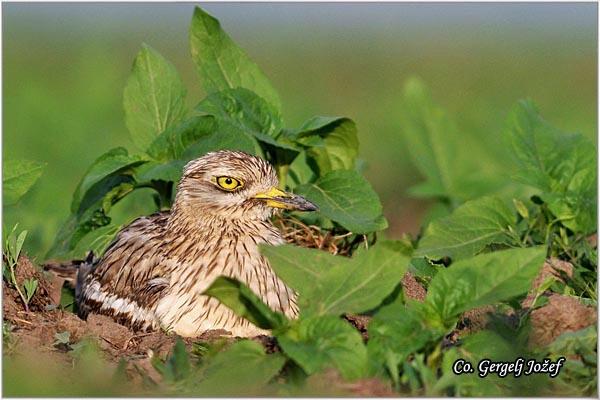 08_curlikovac.jpg - Curlikovac, Burhinus oedicnemus