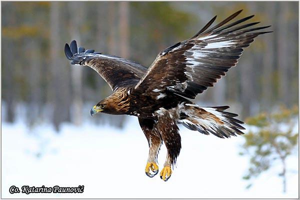 02_suri_orao.jpg - Suri orao, Aquila chrysaetos