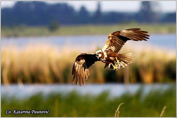 04_eja_mocvarica.jpg - Eja mocvarica,  Circus aeruginosus