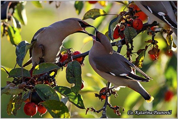 05_svilorepa.jpg - Svilorepa,  Bombycilla garrulus