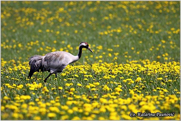 06_zdral.jpg - Zdral, Grus, grus