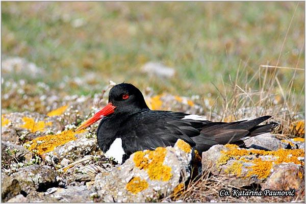 07_ostrigar.jpg - Ostrigar, Haematopus ostralegus