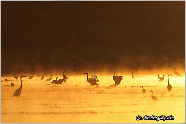 01_caplje.jpg - Caplje