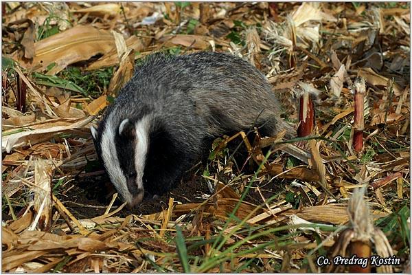 02_jazavac.jpg - Jazavac, Meles meles