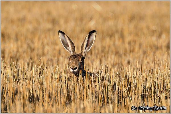 03_zec.jpg - Jazavac, Meles meles