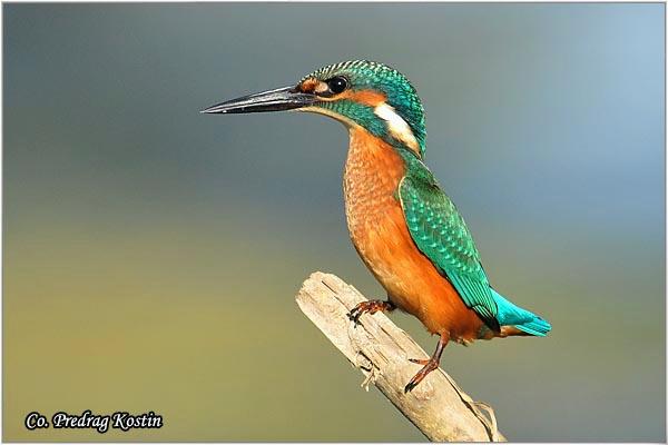 04_vodomar.jpg - Vodomar, Alcedo atthis