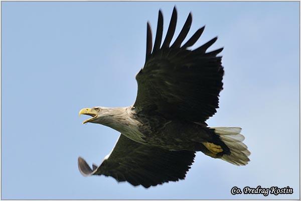 05_orao_belorepan.jpg - Orao belorepan, Haliaeetus albicilla