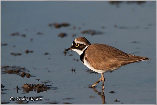 06_zalar_slepic.jpg - Žalar slepic, Charadrius dubius