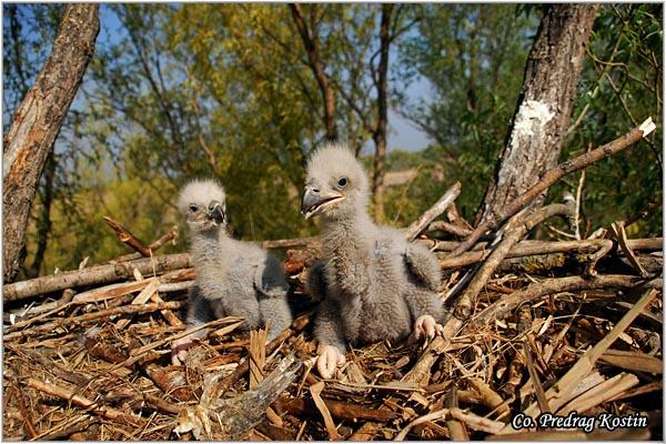 07_orao_belorepan.jpg - Orao belorepan, Haliaeetus albicilla