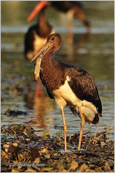 08_zalar_slepic.jpg - Crna roda, Ciconia nigra