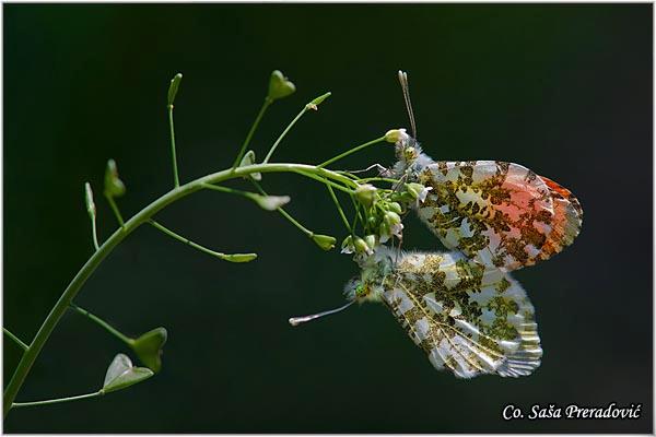 01_zorica.jpg - Zorica, Anthocharis cardamines