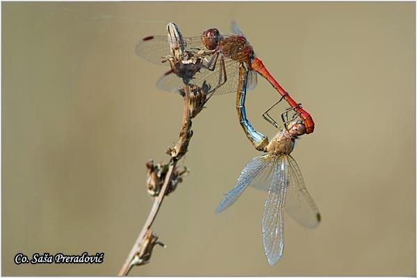 02_vilin_konjic.jpg - Vilin konjic, Sympetrum meridionale