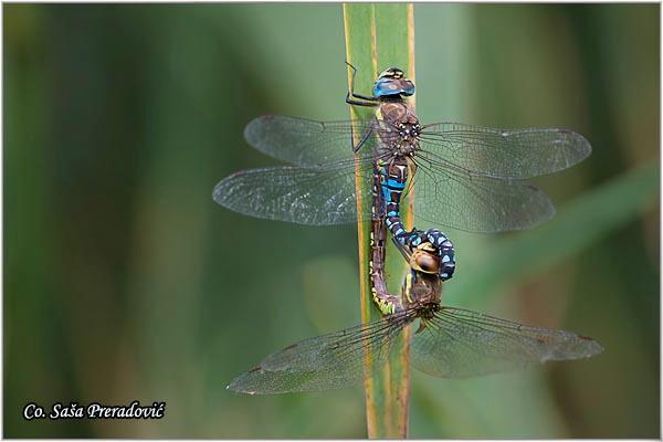 03_vilin_konjic.jpg - Vilin konjic, Aeshna mixta