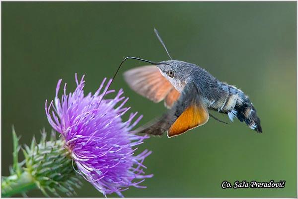 04_kolibric.jpg - Kolibric, Macroglossum stellatarum