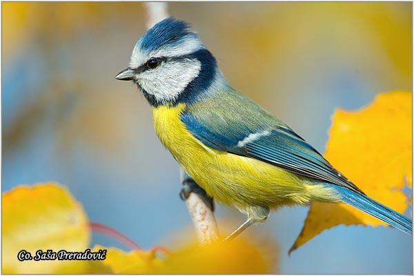 06_plava_senica.jpg - Plava senica, Parus caeruleus