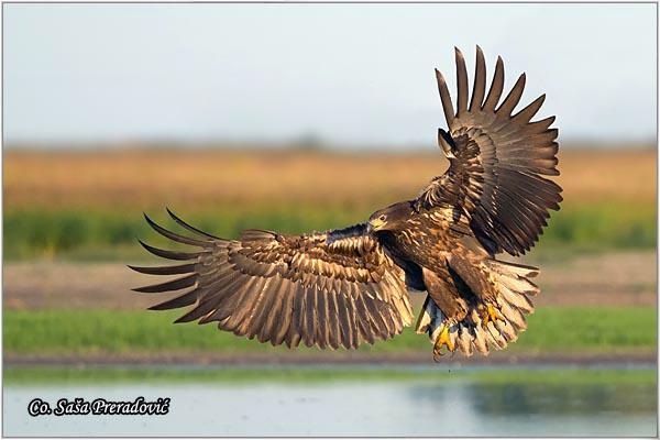 07_orao_belorepan.jpg - Orao belorepan, Haliaeetus albicilla