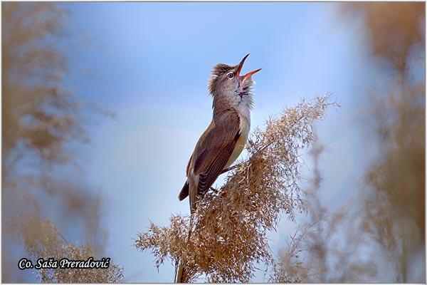 08_veliki_trstenjak.jpg - Veliki trstenjak, Acrocephalus arundinaceus