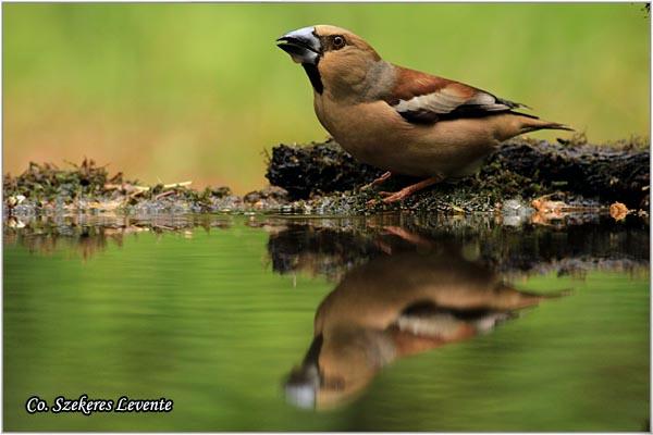 01_batokljun.jpg - Batokljun, Coccothraustes coccothraustes