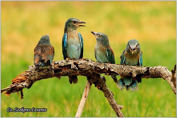 02_modrovrana.jpg - Modrovrana, Coracias garrulus