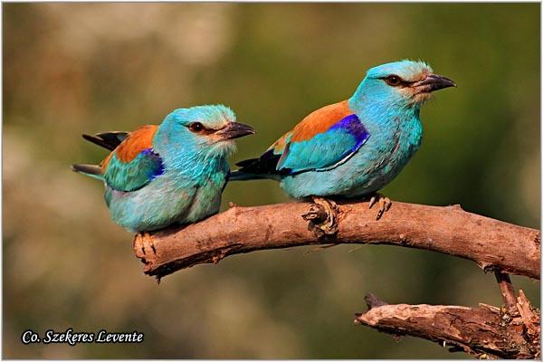 03_modrovrana.jpg - Modrovrana, Coracias garrulus