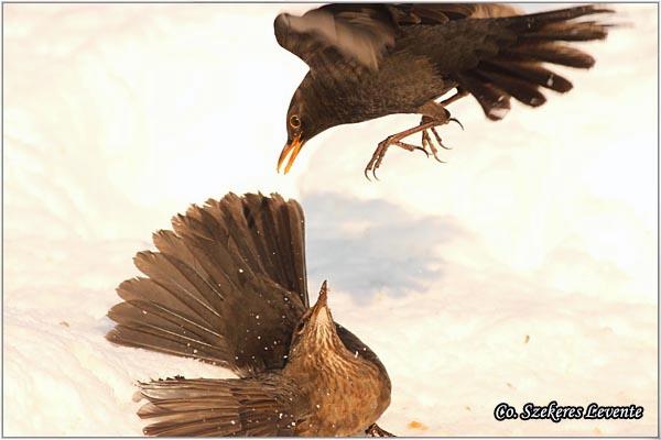 04_kos.jpg - Kos, Turdus merula