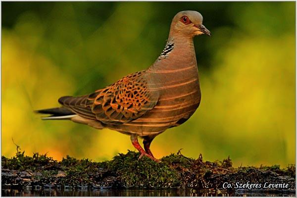 05_grlica.jpg - Grlica, Streptopelia turtur